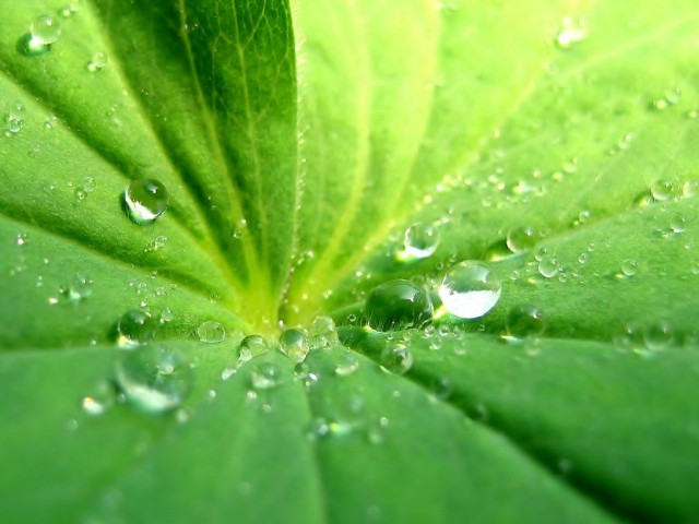 Wassertropfen auf Blatt