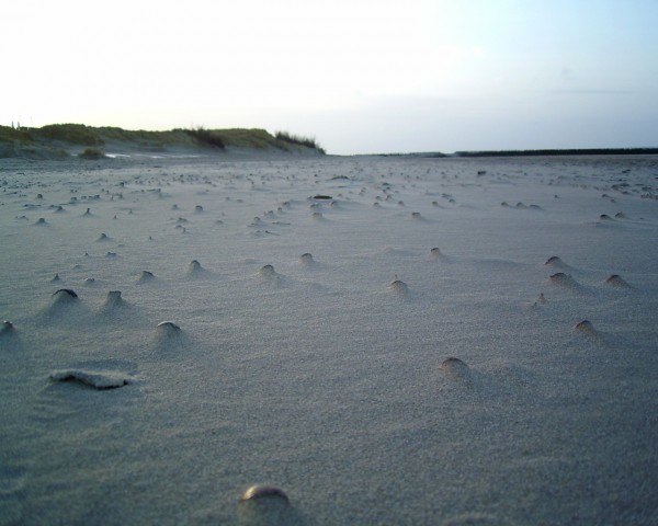 muscheln1280_1024.jpg