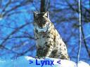 > Lynx <