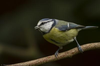 Meise_151024_4179_1von2.thumb.jpg.1855b3