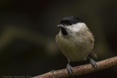 Meise_151024_4189_2von2.thumb.jpg.cf56eb