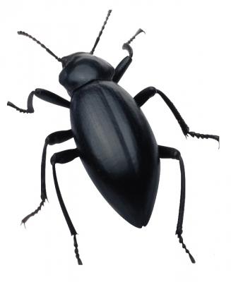 bug_PNG3980.jpg