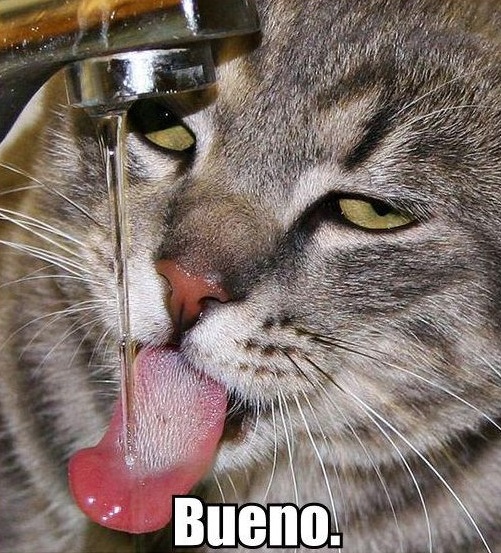 bueno-cat.jpg.273d54db9e55326b09b6c4b46b583f77.jpg