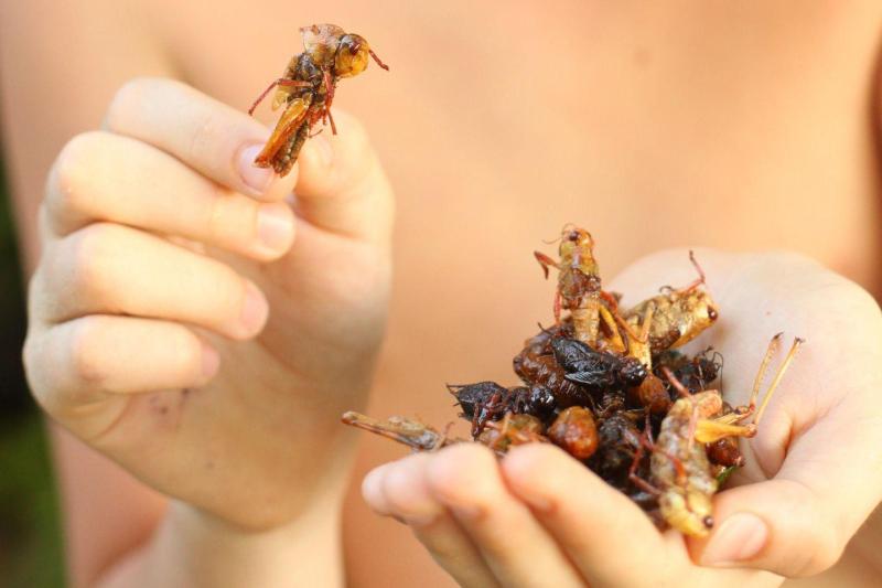 insekten-essen-und-die-umwelt-schonen---teaser.thumb.jpg.7eed7472a472c860a3caad56a0899e0b.jpg