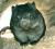 =/Combat°Wombat\=