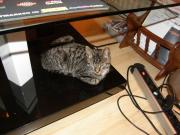 post-17430-0-01217700-1379536286_thumb.j