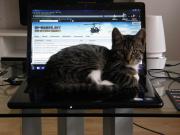 post-17430-0-88380700-1379771923_thumb.j