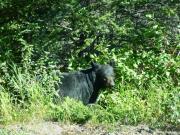 post-17884-0-99637000-1382363100_thumb.j