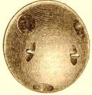 post-20264-0-33769600-1368001893_thumb.j