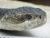 Snake_bln